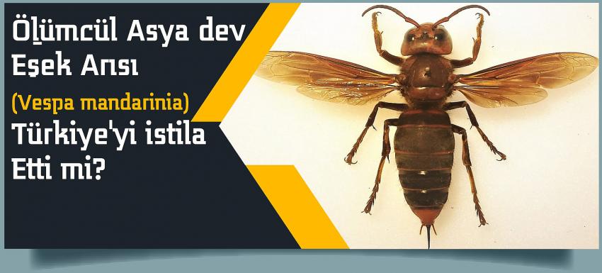 Ölümcül Asya dev eşek arısı (Vespa mandarinia) Türkiye'yi istila etti mi?