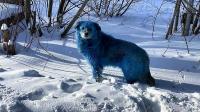 Efsunlu Mavi Köpeklerin Sırrı Çözüldü